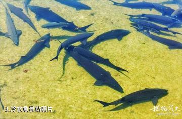 溫泉冷水魚公園-冷水魚照片