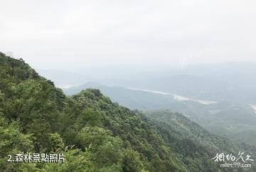 廣西大桂山國家森林公園-森林照片