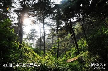 泰安徂徠山國家森林公園-如日中天松照片