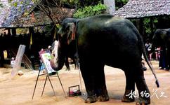 泰国清迈旅游攻略之马沙大象营