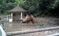 芜湖市赭山公园旅游攻略之动物园