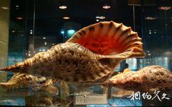 菲律賓長灘島旅遊攻略之貝殼博物館