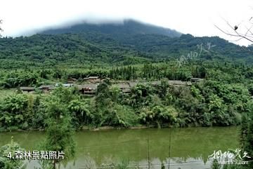 雅安周公山旅遊景區-森林照片