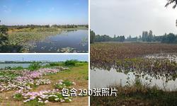 泗洪洪泽湖湿地景区驴友相册