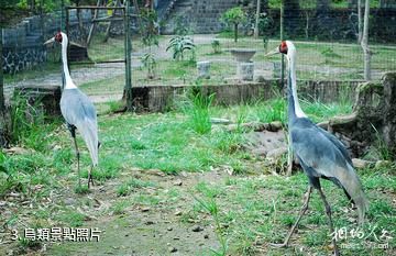 上思百鳥樂園-鳥類照片