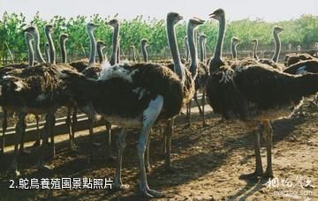 鄭州金鷺鴕鳥遊樂園-鴕鳥養殖園照片