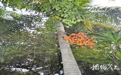 兴隆南国热带雨林游览区旅游攻略之植物观赏区