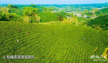 信陽文新茶村-有機茶園照片