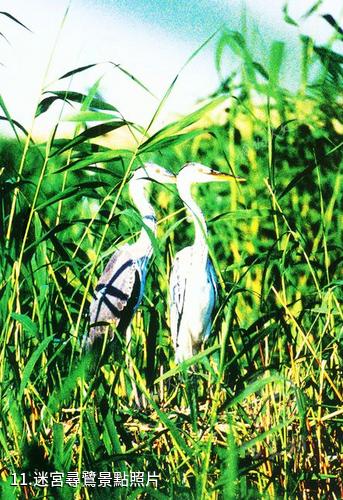 銀川鳴翠湖國家濕地公園-迷宮尋鷺照片