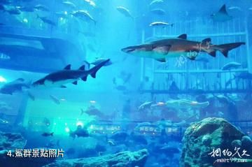 迪拜水族館和水下動物園-鯊群照片