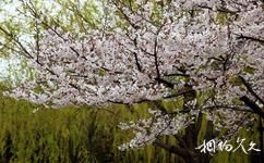 青岛奥林匹克雕塑文化园旅游攻略之樱花园