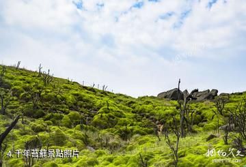 永州藍山雲冰山景區-千年苔蘚照片