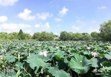 长兴太湖图影湿地-荷塘照片