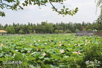 三水荷花世界-云水荷香照片