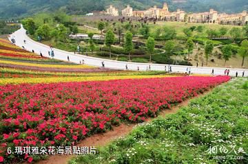 長泰十里藍山-瑪琪雅朵花海照片