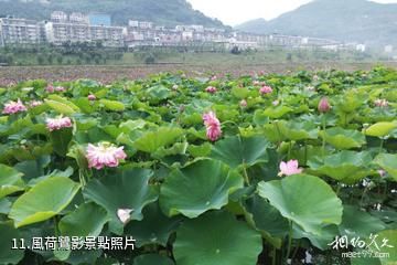 重慶開縣漢豐湖風景區-風荷鷺影照片