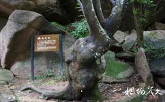 洛陽市西泰山旅遊攻略之抱母樹