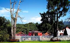梅州靈光寺旅遊攻略之生死樹