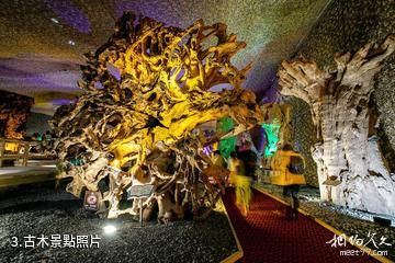 騰衝杜鵑王珍奇古木文化博覽園-古木照片