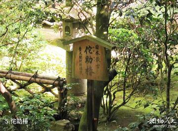 日本龙安寺-侘助椿照片