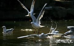 武汉东湖鸟语林旅游攻略之红嘴鸥