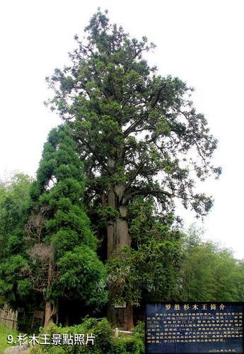 福建梅花山國家級自然保護區-杉木王照片