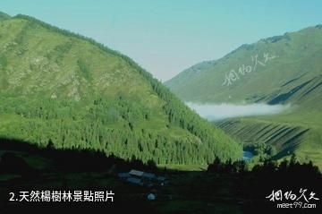 青河天林島度假村-天然楊樹林照片