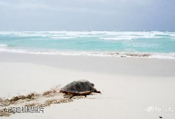 維德角聖莫尼卡海灘-海龜照片