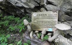 陕西太平国家森林公园旅游攻略之地质