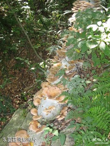 日本白神山地-菌菇照片