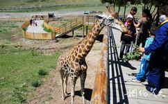 新疆天山野生动物园旅游攻略之长颈鹿馆