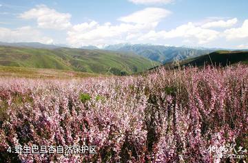 塔城裕民巴尔鲁克风景区-野生巴旦杏自然保护区照片