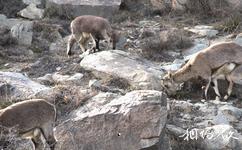 阿拉善盟賀蘭山國家狩獵場旅遊攻略之岩羊