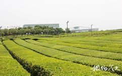 济州岛雪绿茶博物馆旅游攻略之茶园
