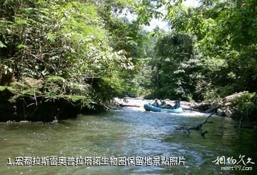宏都拉斯雷奧普拉塔諾生物圈保留地照片