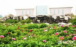 楊凌農業博覽園旅遊攻略之專類植物園