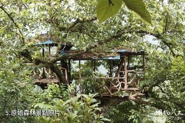 雲南騰衝櫻花谷-原始森林照片