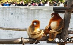 榮成神鵰山野生動物園旅遊攻略之金絲猴