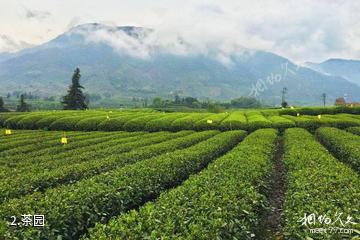 松阳大木山骑行茶园-茶园照片