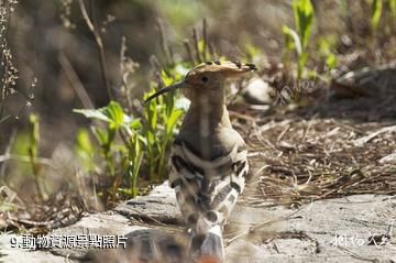 信陽連康山國家級自然保護區-動物資源照片