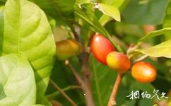 儋州海南热带植物园旅游攻略之热带果树区