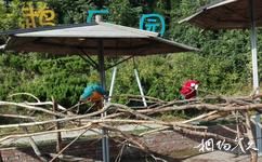 青岛森林野生动物世界旅游攻略之鹦鹉乐园