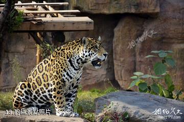 長沙生態動物園-豹區照片