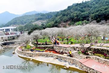 陸河螺洞世外梅園旅遊區-梅園照片