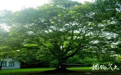 中科院华南植物园旅游攻略之名人植树纪念林