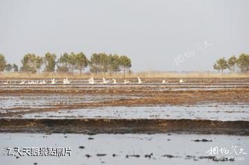 黑龍江洪河國家級自然保護區-大天鵝照片