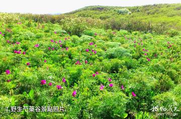 塔城裕民巴爾魯克風景區-野生芍藥谷照片