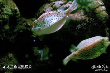 杭州海底世界-木瓜魚照片