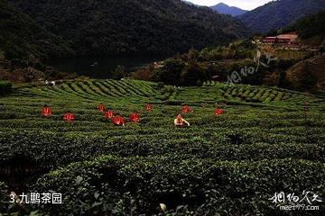 水上茶乡九鹏溪-九鹏茶园照片