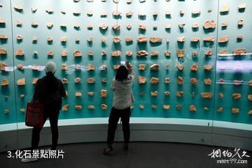 雲南澄江化石地自然博物館-化石照片